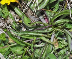 Scorzoneroides microcephala