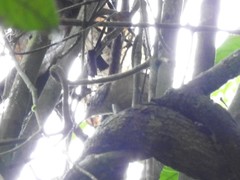 Cantorchilus leucotis