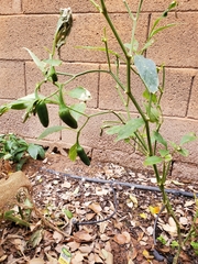 Capsicum annuum annuum