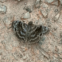 Ebrietas anacreon anacreon