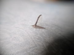 Ephemeroptera