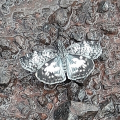 Chiomara asychis autander