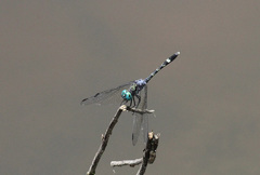 Micrathyria hesperis