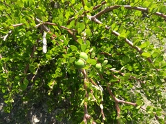 Jatropha oaxacana