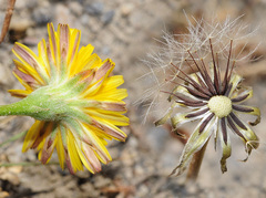 Scorzoneroides muelleri