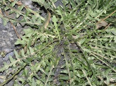 Scorzoneroides muelleri