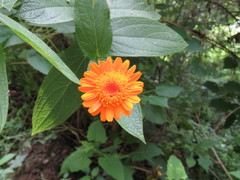 Lasianthaea macrocephala