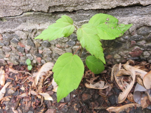 Box-elder seedling