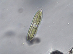 Tryblionella