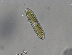 Tryblionella