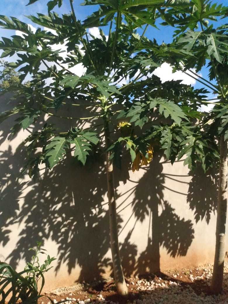 Carica papaya