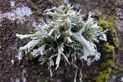 Ramalina fastigiata