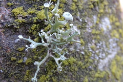 Ramalina fastigiata
