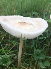 Agaricales
