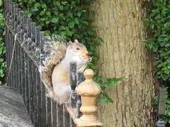 Sciurus carolinensis