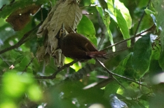 Anabacerthia variegaticeps