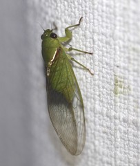 Glaucopsaltria viridis