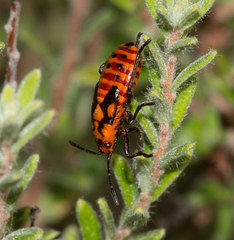 Spilostethus pacificus