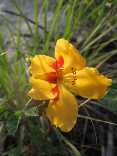 Wright's yellowshow (Cochlospermum wrightii)