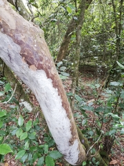Ochna arborea