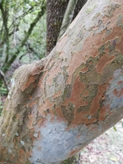 Ochna arborea