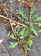 Taraxacum officinale