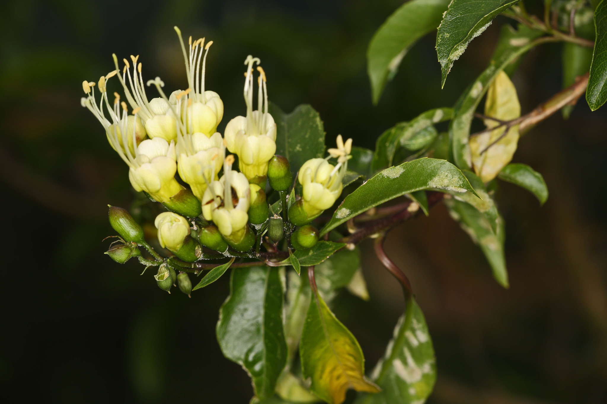 Cantua pyrifolia image