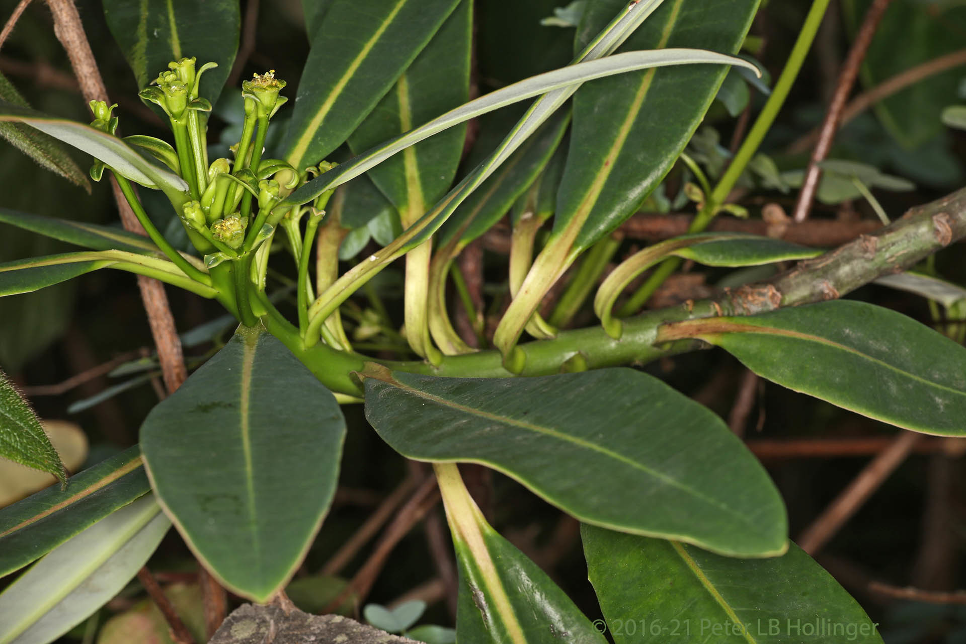 Euphorbia image