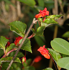 Viola arguta image