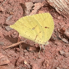 Phoebis neocypris neocypris