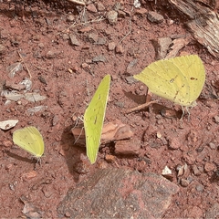 Phoebis neocypris neocypris