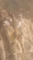 Pelecanus occidentalis