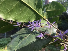 Petrea volubilis