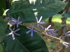 Petrea volubilis