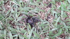 Selenocosmiinae