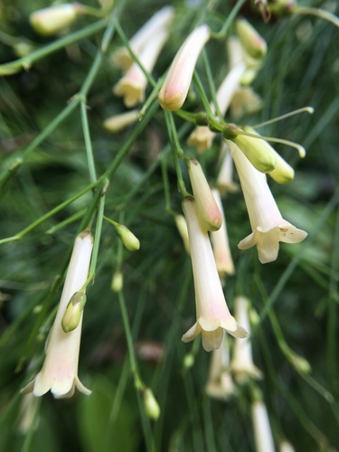 Russelia equisetiformis