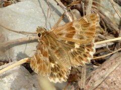 Muschampia baeticus