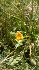Asteraceae