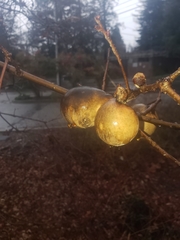 Andricus quercuscalifornicus