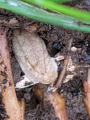 Testacella haliotidea