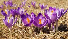 Crocus heuffelianus scepusiensis