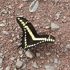 Heraclides thoas brasiliensis