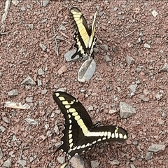 Heraclides thoas brasiliensis