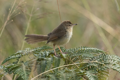 Prinia sylvatica