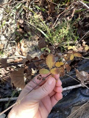 Agrimonia incisa