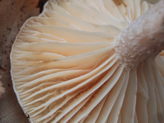 Hygrophorus hedrychii