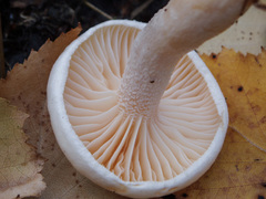 Hygrophorus hedrychii