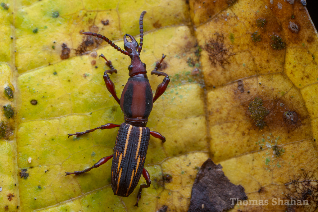 Estenorhinus goudoti