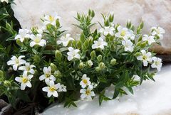 Cerastium dichotomum