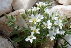 Cerastium dichotomum